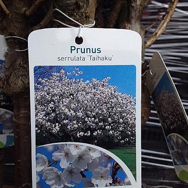 Prunus ser. 'Taihaku'