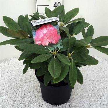 Rhododendron (Y) 'Fantastica'