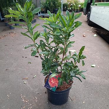 Rhododendron (AK) 'Hotspur Red'