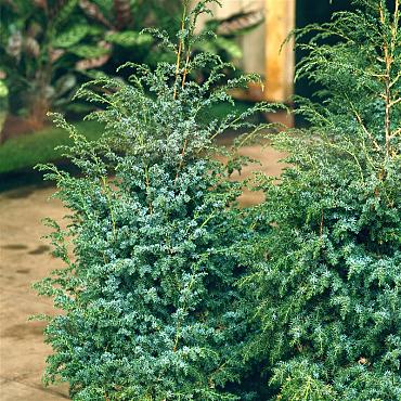 Juniperus chin. 'Blue Alps'