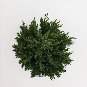 Juniperus chin. 'Stricta'