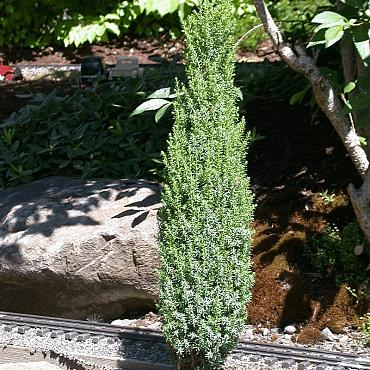 Juniperus comm. 'Compressa'
