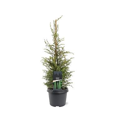 Juniperus comm. 'Suecica'