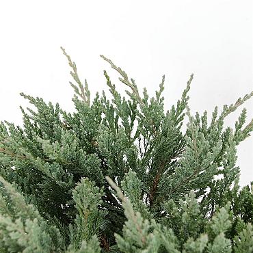 Juniperus h. 'Blue Chip'