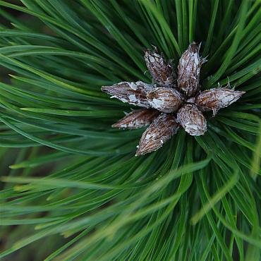 Pinus dens. 'Low Glow'