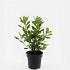 Clethra alnif. 'Hummingbird'