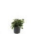 Cornus canadensis