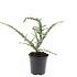 Cotoneaster conspicuus decorus