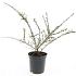 Cotoneaster conspicuus decorus