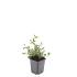 Cotoneaster dammeri