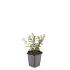 Cotoneaster radicans 'Eichholz'
