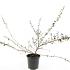 Cotoneaster suec. 'Coral Beauty'