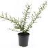 Cotoneaster suec. 'Coral Beauty'