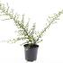 Cotoneaster suec. 'Coral Beauty'