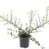 Cotoneaster suec. 'Coral Beauty'