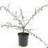Cotoneaster suec. 'Coral Beauty'