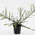 Cotoneaster suec. 'Coral Beauty'
