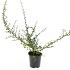 Cotoneaster suec. 'Coral Beauty'