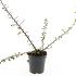 Cotoneaster suec. 'Skogholm'