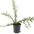 Cotoneaster suec. 'Skogholm'