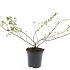 Escallonia 'Donard Seedling'
