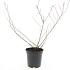 Escallonia 'Donard Seedling'