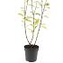 Forsythia int. 'Spectabilis'