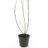 Forsythia int. 'Spectabilis'