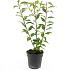 Forsythia int. 'Spectabilis'