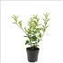 Forsythia int. 'Spectabilis'