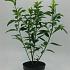 Forsythia int. 'Spectabilis'