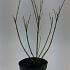 Forsythia int. 'Spectabilis'