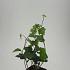 Hedera hibernica
