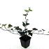 Hedera hibernica