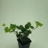 Hedera hibernica