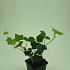 Hedera hibernica