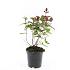 Hypericum andr. 'Albury Purple'