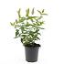 Hypericum inodorum