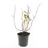 Hypericum i. 'Annebel'