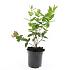Hypericum i. 'Annebel'