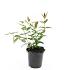 Hypericum i. 'Autumn Blaze'
