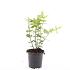 Hypericum i. 'Excellent Flair'