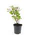 Hypericum i. 'Excellent Flair'