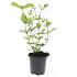Hypericum i. 'Excellent Flair'