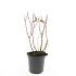 Hypericum i. 'Excellent Flair'