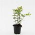 Hypericum i. 'Excellent Flair'