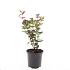 Hypericum i. Magical Black