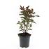 Hypericum i. Magical Black