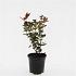Hypericum i. Magical Black
