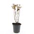 Hypericum i. Magical Black